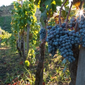 Nerello Mascalese grapes at dawn in Ciro Biondi's San Nicolo vineyard