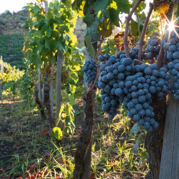 Nerello Mascalese grapes at dawn in Ciro Biondi's San Nicolo vineyard