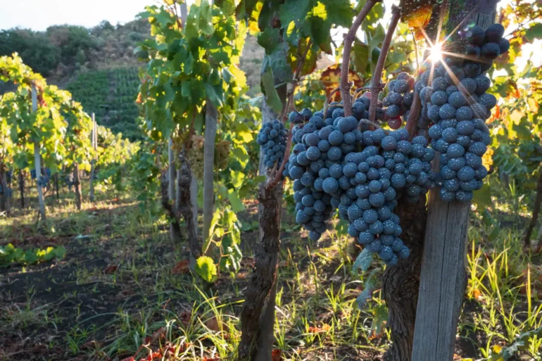 Nerello Mascalese grapes at dawn in Ciro Biondi's San Nicolo vineyard