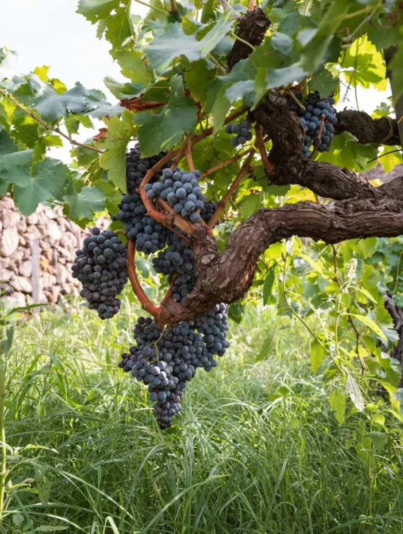 A Nerello Mascalese vine estimated to be around 150 years old in the Saeculare vineyard. ©Kevin Day/Opening a Bottle