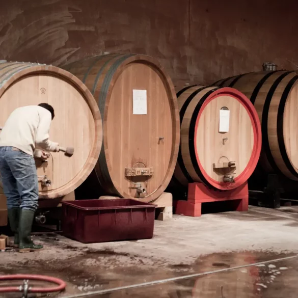 Traditional Barolo winemaker Eugenio Bocchino empties wine from a barrel