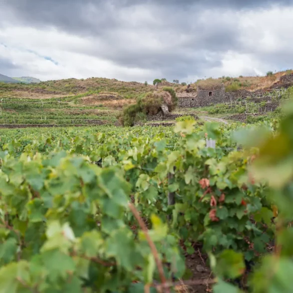 The vineyards of Passopisciaro on Mount Etna