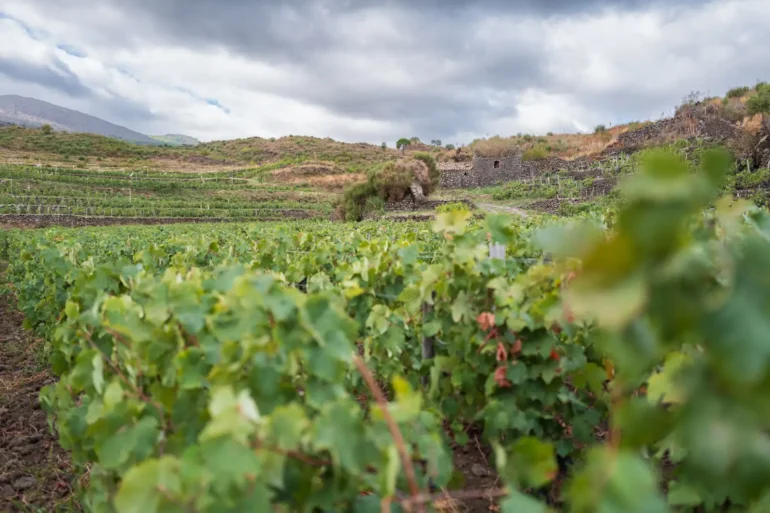 The vineyards of Passopisciaro on Mount Etna