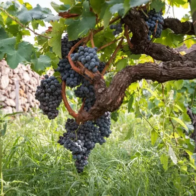Old vine in an Etna vineyard, Sicily