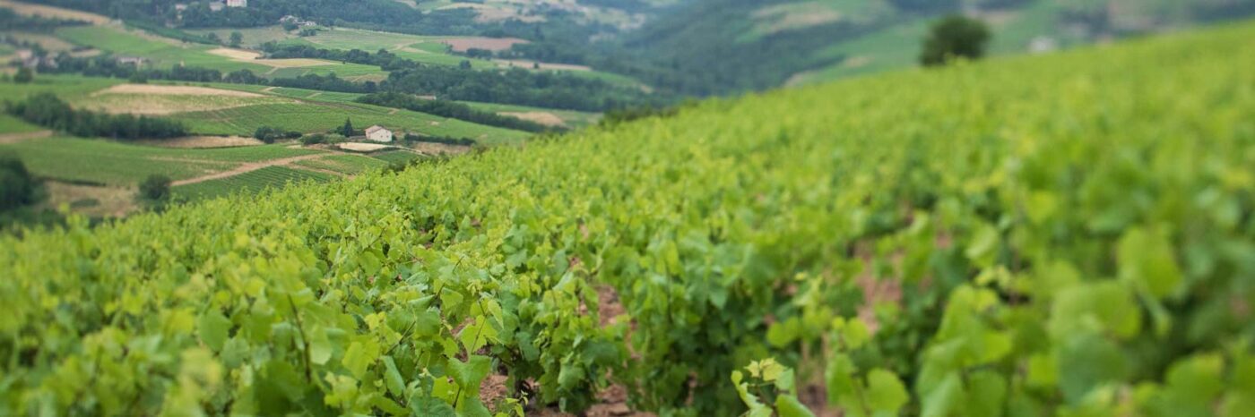 Beaujolais vineyards