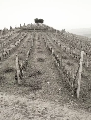The Cannubi San Lorenzo cru vineyard outside Barolo, Italy in Piedmont.