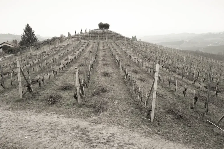 The Cannubi San Lorenzo cru vineyard outside Barolo, Italy in Piedmont.