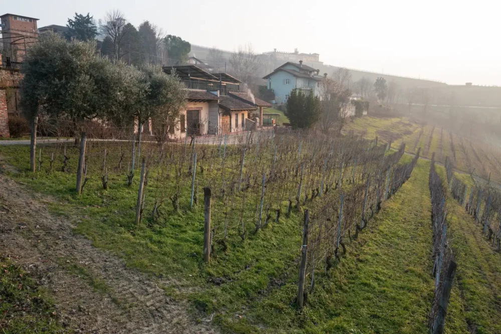 Rio Sordo MGA in Barbaresco and Cascina delle Rose