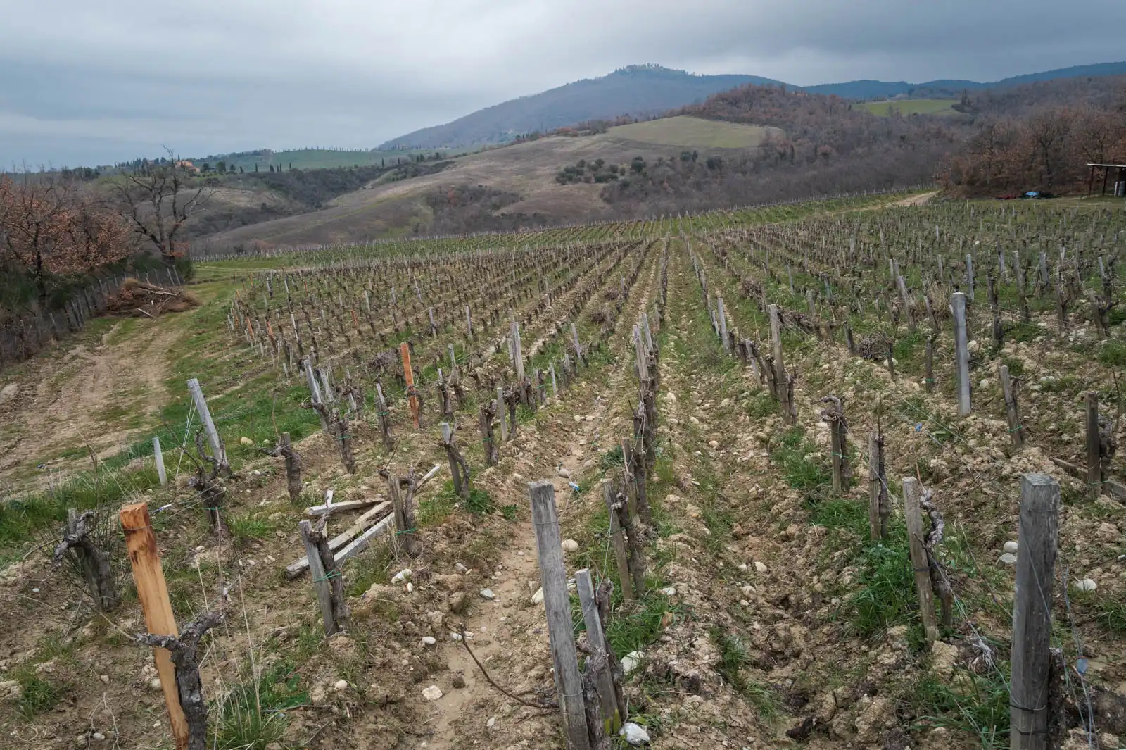 The Campo di Tenaglia vineyard at Tenuta di Trinoro, Val d’Orcia, Tuscany.