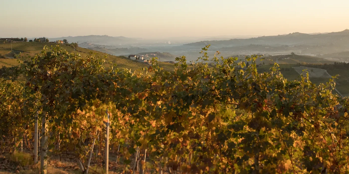 La Morra vineyards in dawn light