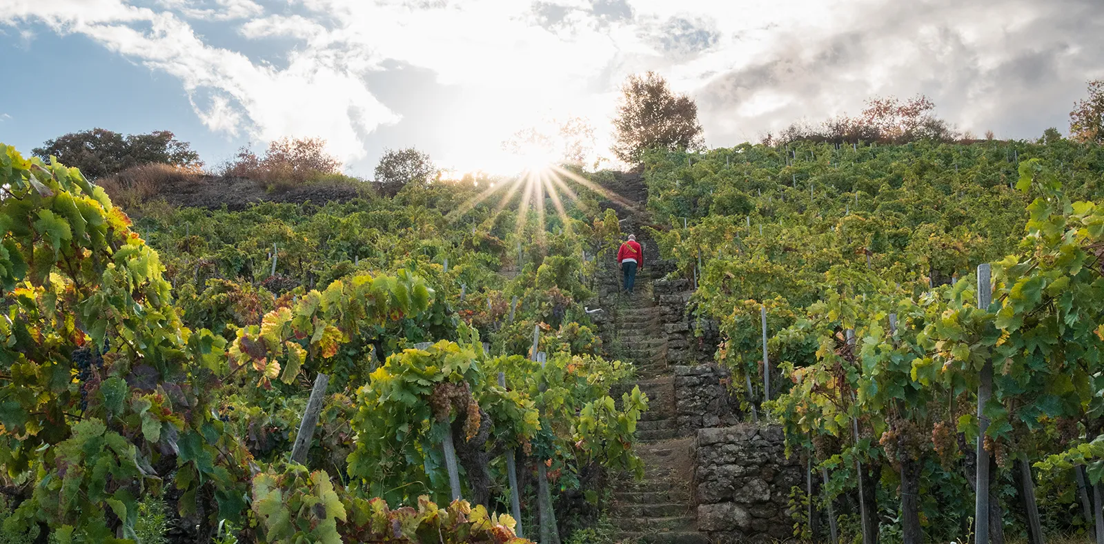 Ciro Biondi walks in the Pianta vineyard on Mount Etna