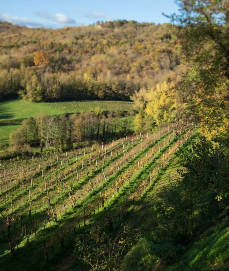 Schioppettino Vineyard at Ronchi di Cialla