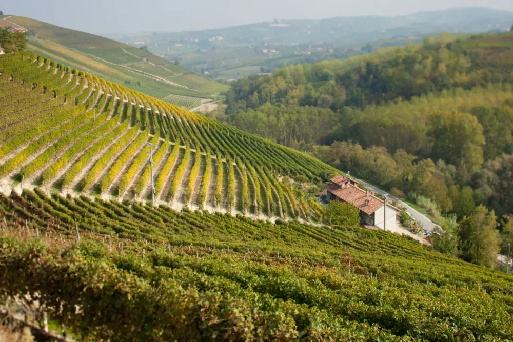 Fall color in the Basarin MGA vineyard in the Barbaresco DOCG