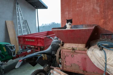 Funny cat at a winery in Piedmont, Italy