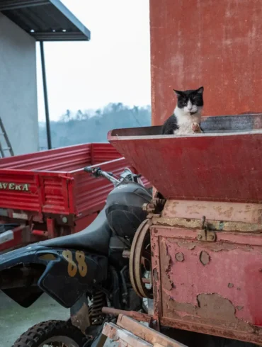Funny cat at a winery in Piedmont, Italy