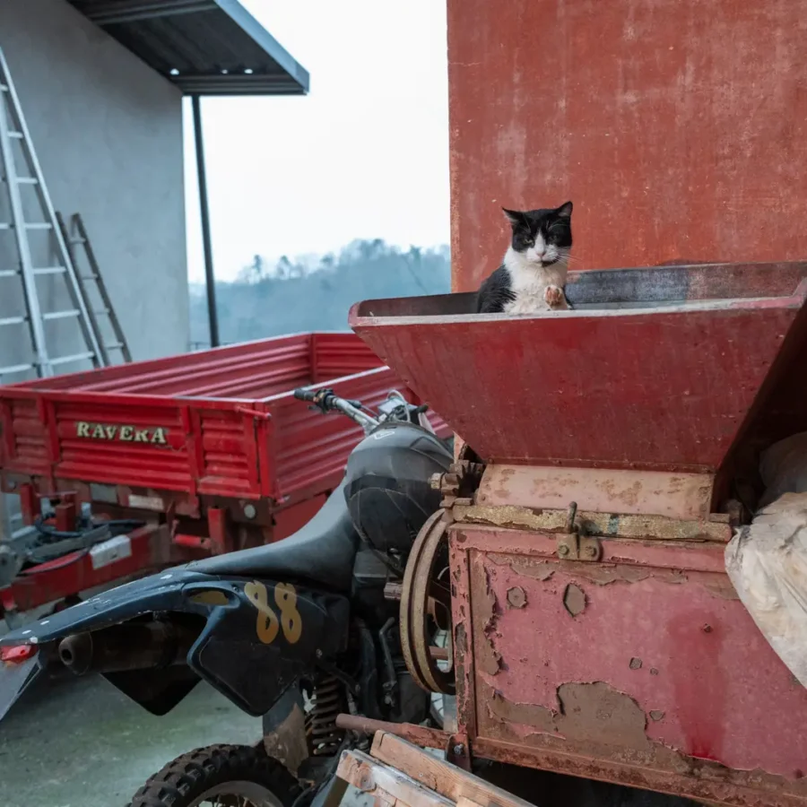Funny cat at a winery in Piedmont, Italy