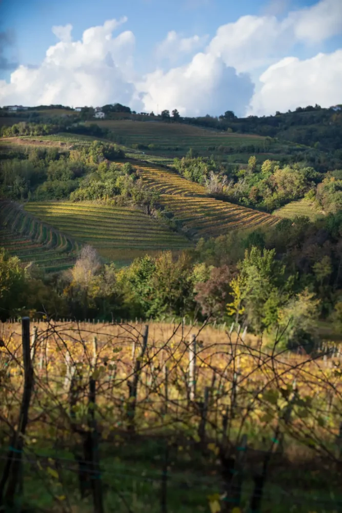 Collio and Brda vineyards along the border near San Floriano del Collio