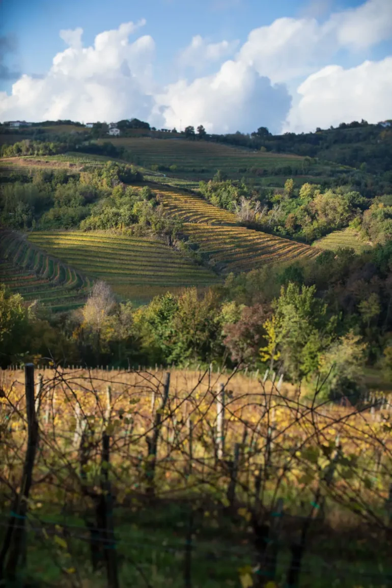Collio and Brda vineyards along the border near San Floriano del Collio