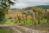 Vineyards of Collio as seen from near San Floriano del Collio