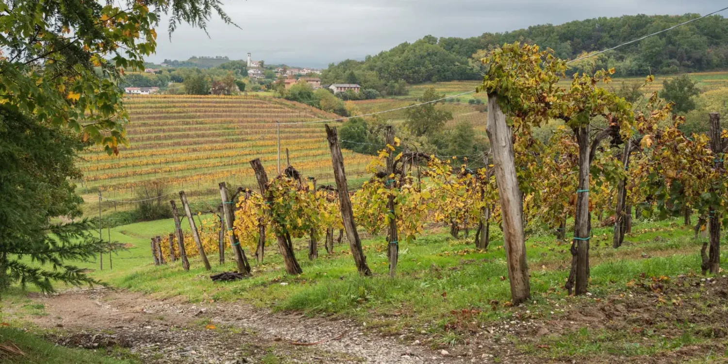 Vineyards of Collio as seen from near San Floriano del Collio