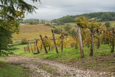 Vineyards of Collio as seen from near San Floriano del Collio
