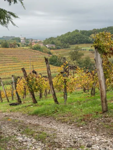 Vineyards of Collio as seen from near San Floriano del Collio