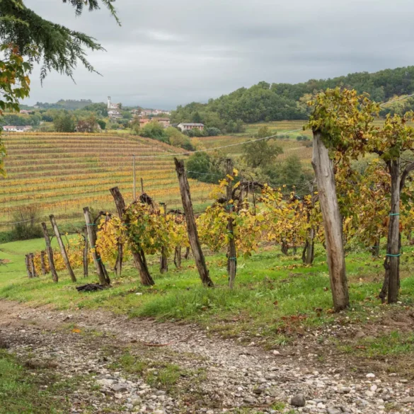 Vineyards of Collio as seen from near San Floriano del Collio