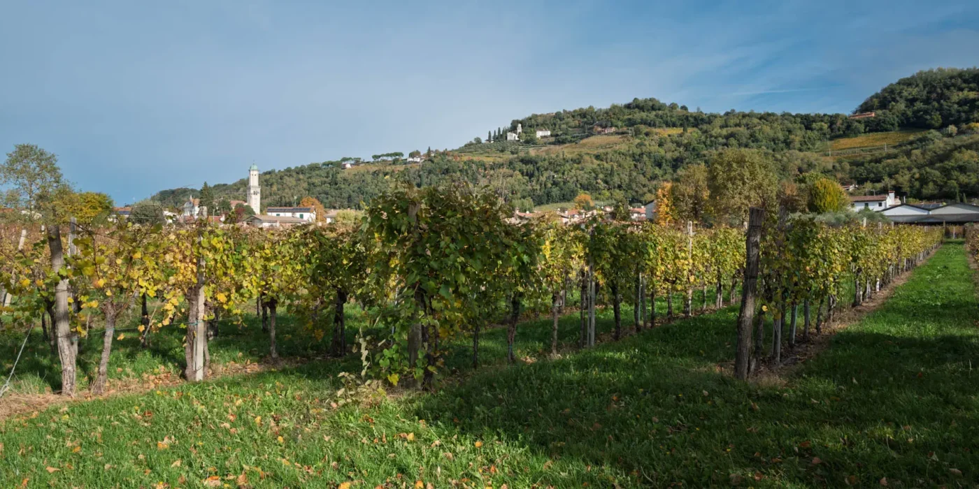 Panorama of Collio vineyards, Cormons, and vine-draped hills in Friuli-Venezia Giulia