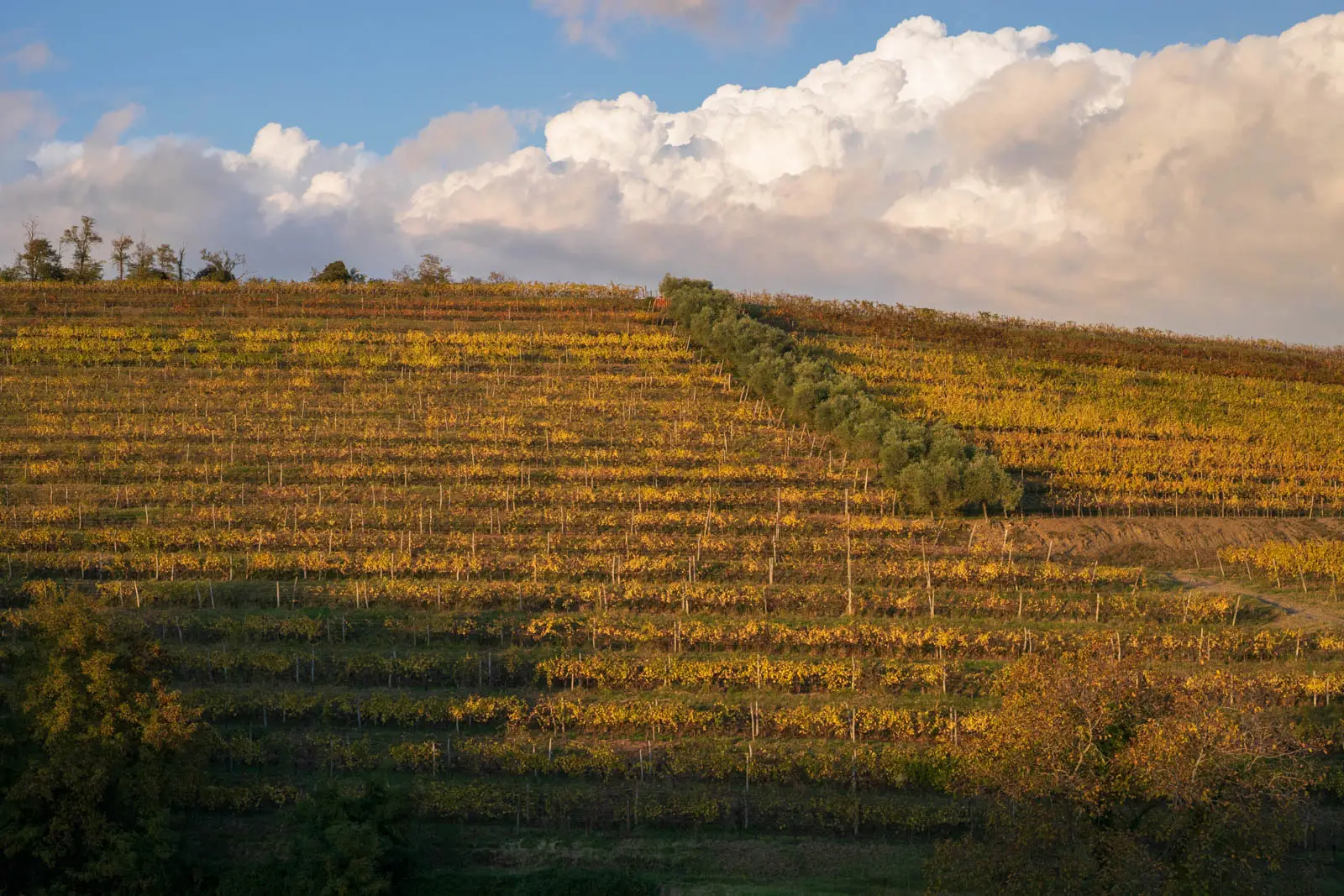 Sunset on the terraced vineyards of Collio in Friuli-Venezia Giulia.