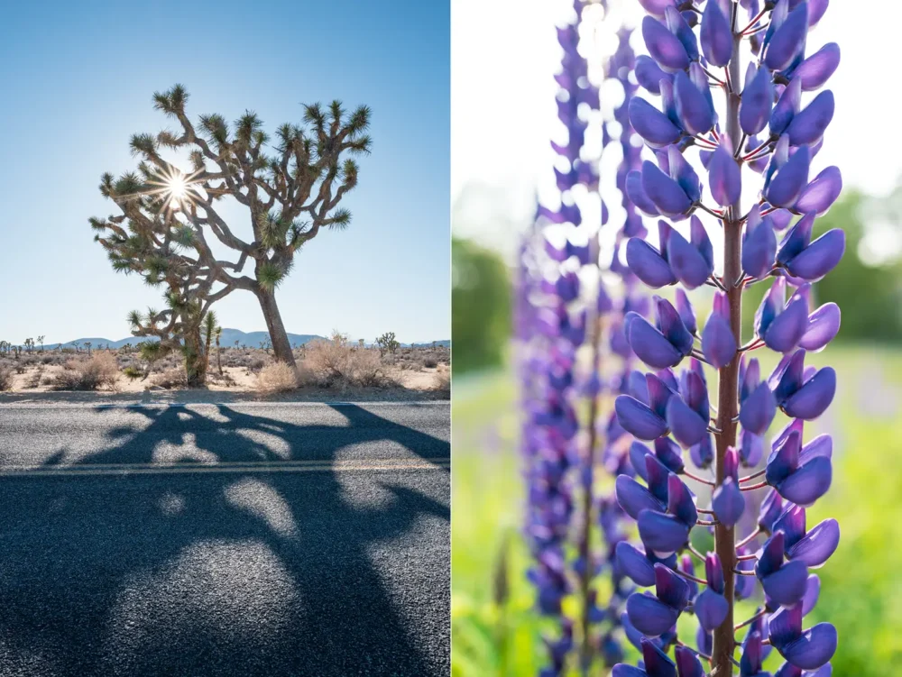 Joshua Tree National Park, California and blue lupine in Maine