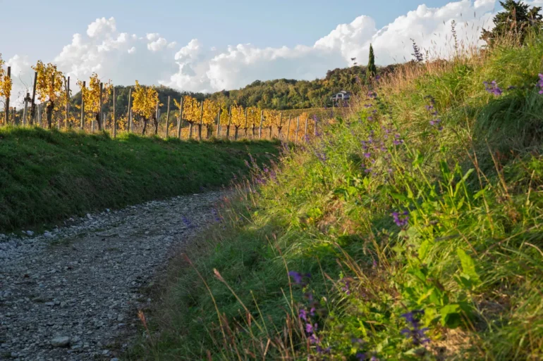 Vineyards near Castello di Spessa in the Collio of Friuli-Venezia Giulia