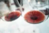 Two red wine glasses with Brunello di Montalcino wines in them.
