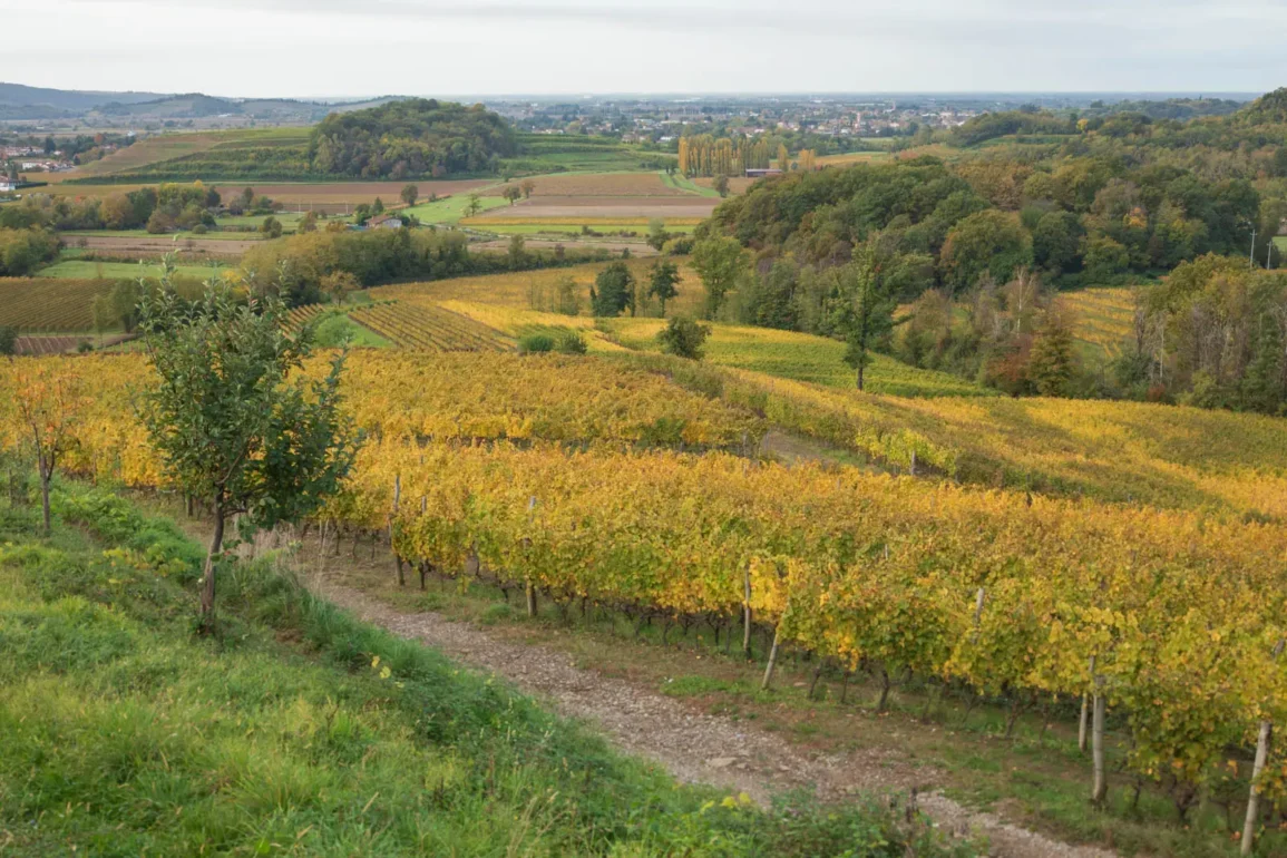 The vineyards of Damijan Podversic in the Collio