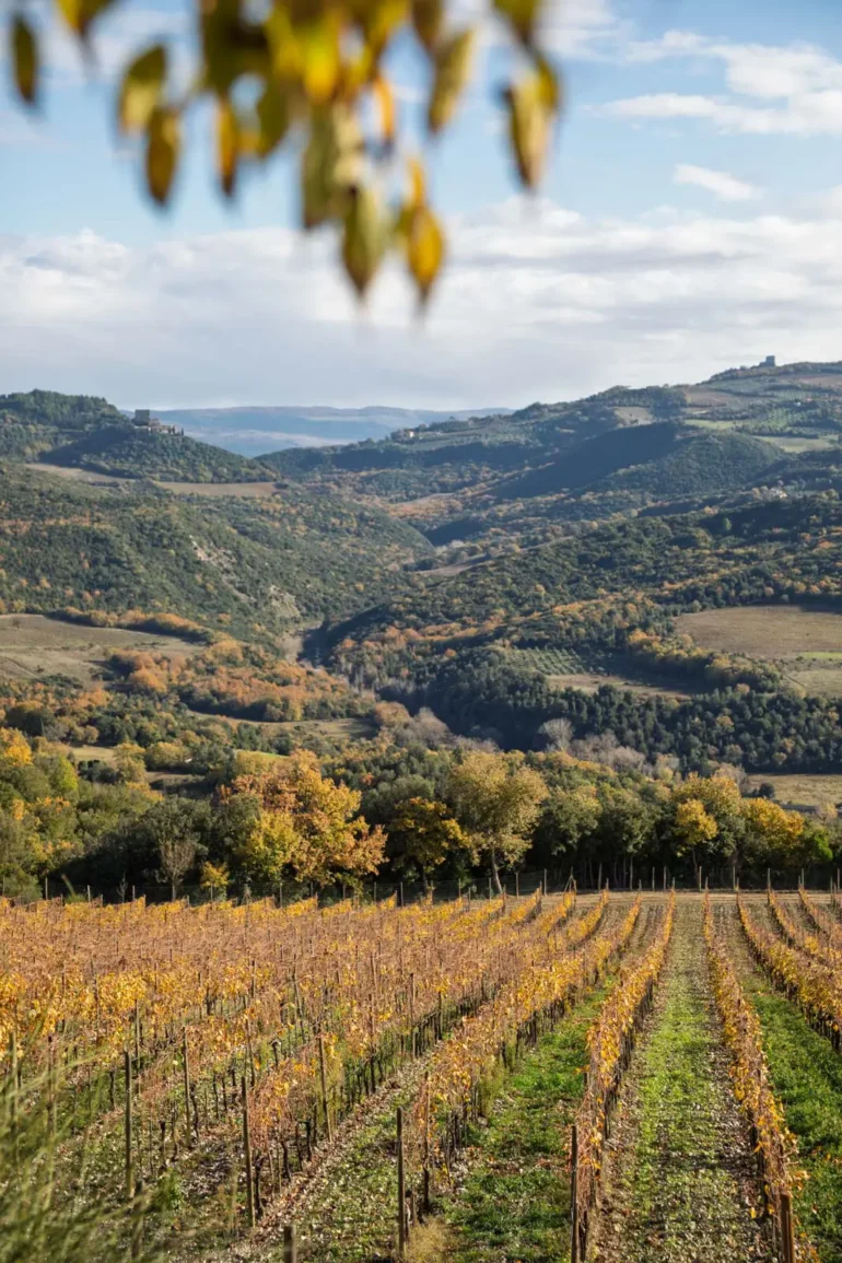 Vineyards at Mastrojanni in Montalcino, Italy.