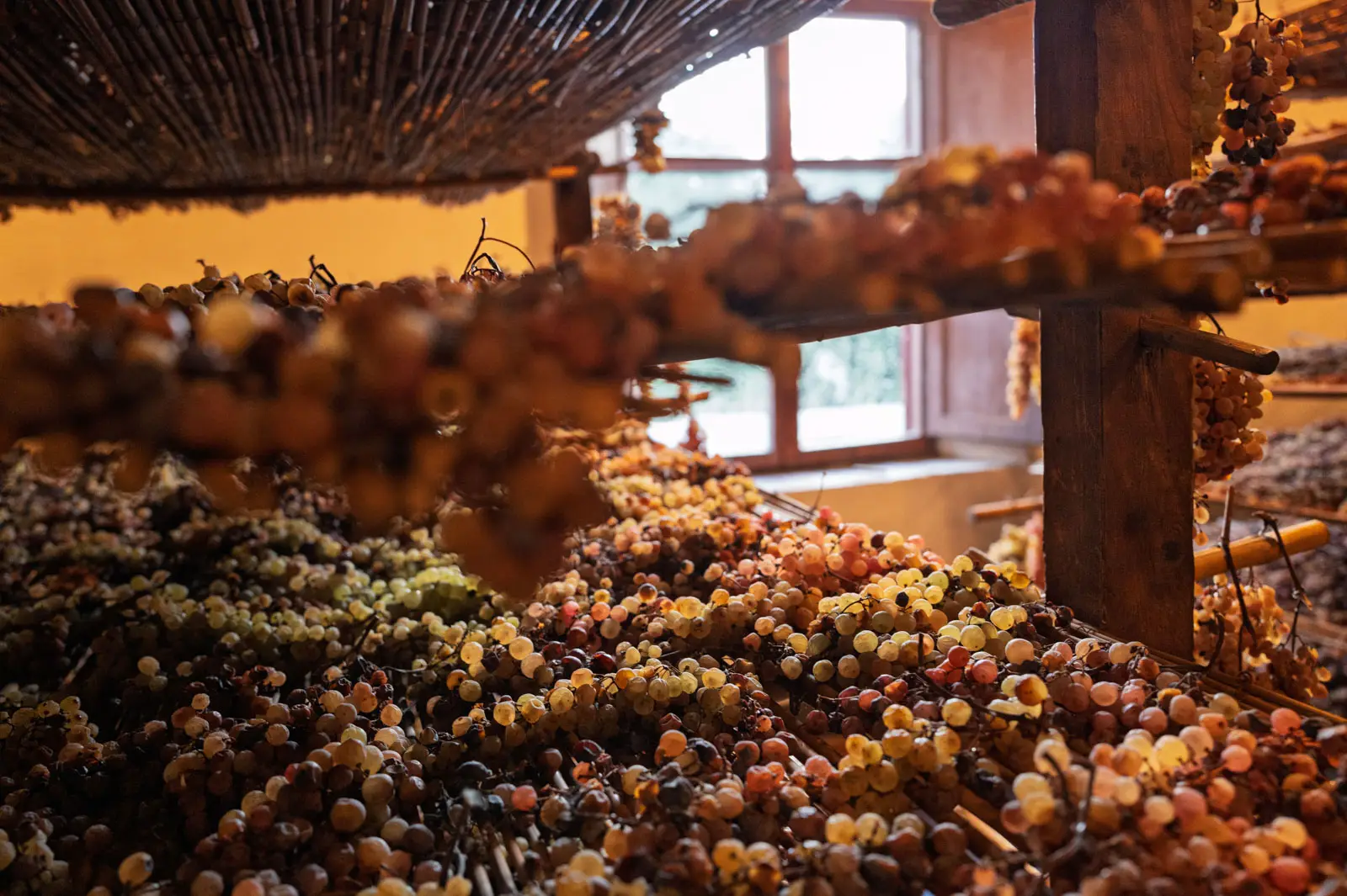 Grapes drying by the window of the vin santaie at Tenuta di Capezzana