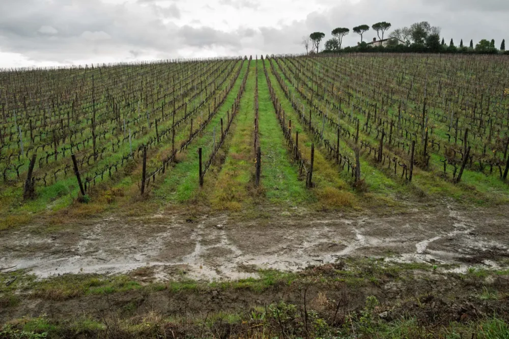 The Barbaroni vineyard of Tenuta di Capezzana