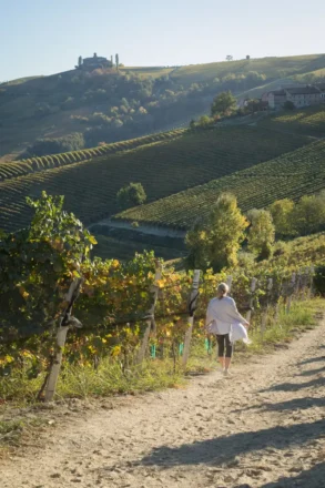 Woman walking amidst the vines of Barolo