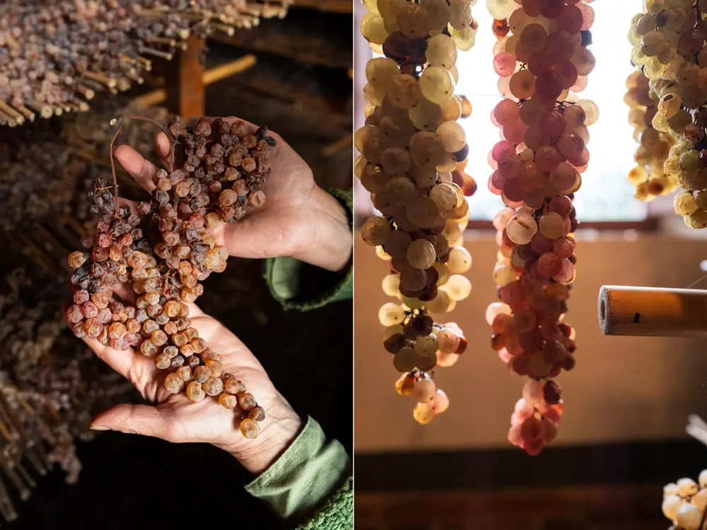 Hands holding dried Trebbiano grapes and grapes hanging for vin santo production