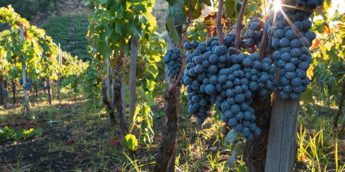 Nerello Mascalese grapes on Mount Etna