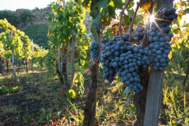 Nerello Mascalese grapes on Mount Etna