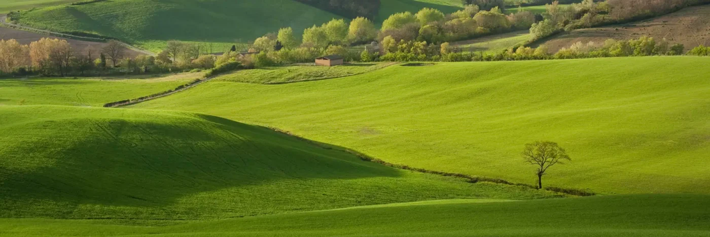 Lone tree in a green field near San Gimignano, Italy