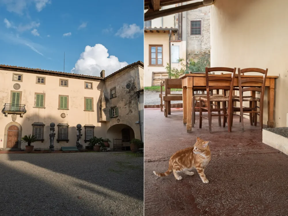 Tenuta di Capezzana’s estate house and a stray kitten looking for a meal