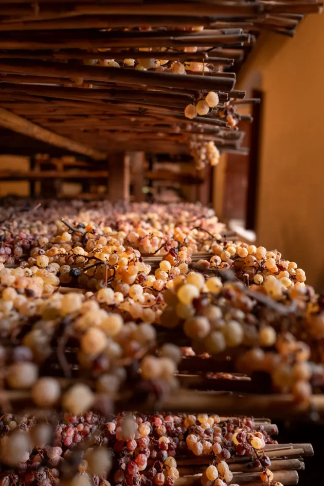 Air drying grapes in the vin santaie of Tenuta di Capezzana, the key ingredient in vin Santo.