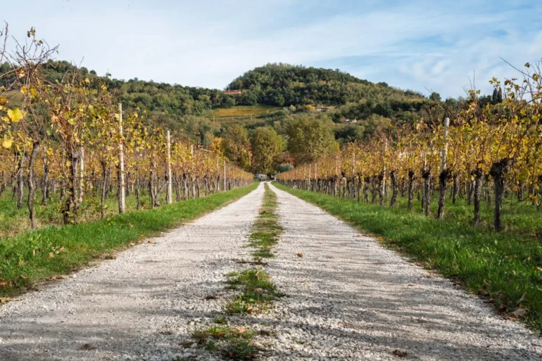 White road leading into vineyards below Monte Quarin near Cormons, Italy in the Collio DOC