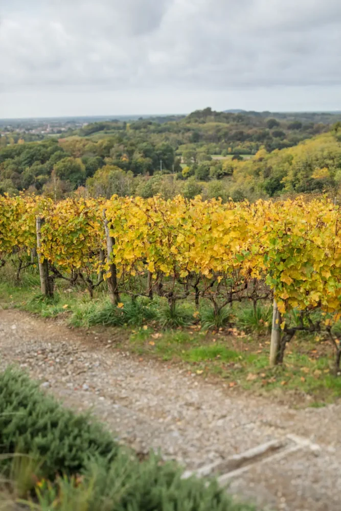 Ribolla Gialla and Tocai Friulano grapevines in Friuli-Venezia Giulia.