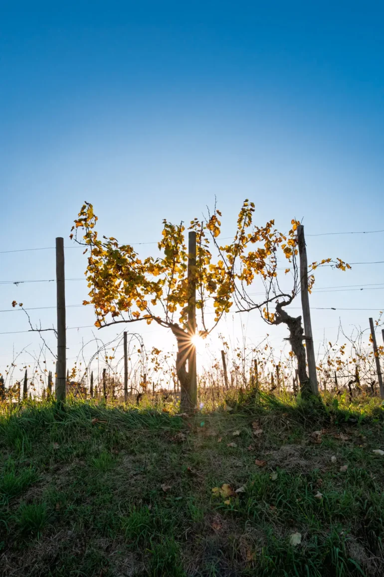 A single grapevine in a Collio DOC vineyard catches the setting sun in fall.