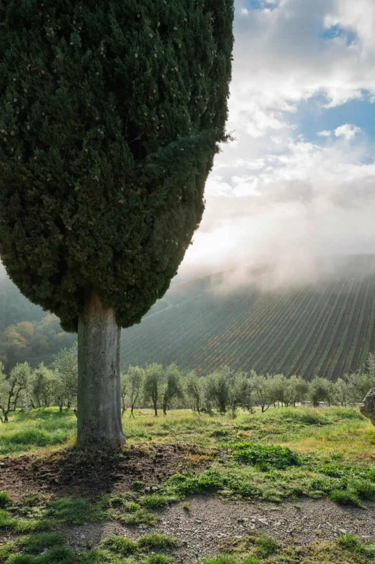 Cypress and vineyard in dawn light at Querceto di Castellina