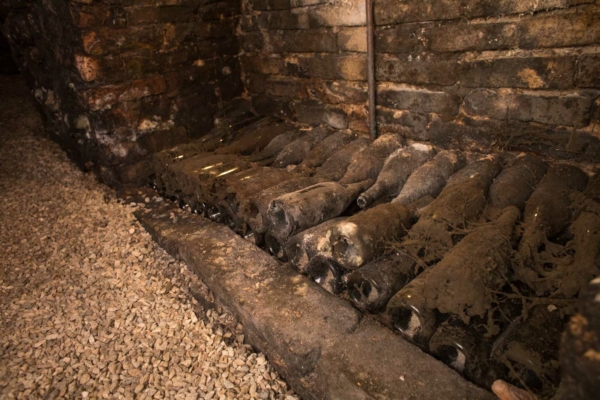 Mold covers the oldest vintages still cellared in Vietti's labyrinth cellar. ©Kevin Day/Opening a Bottle
