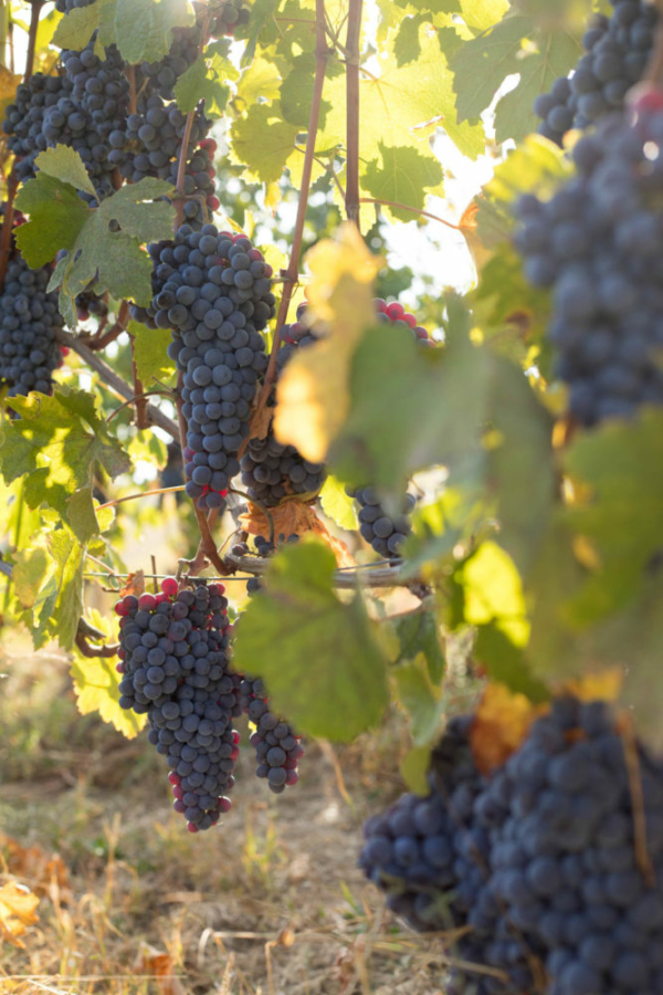 The last Nebbiolo grapes hang on in the Cerequio vineyard of Barolo. ©Kevin Day/Opening a Bottle