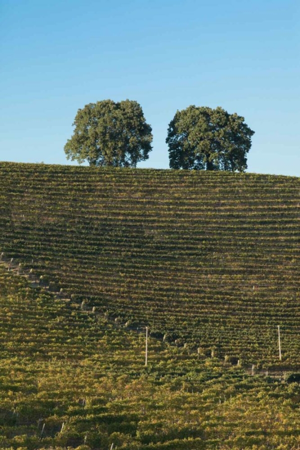 Two trees crown the ridge of the Brunate vineyard as seen from Cerequio's east-facing slope. ©Kevin Day/Opening a Bottle